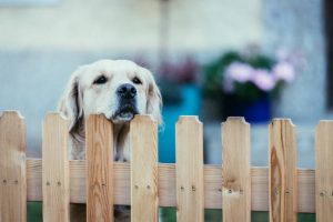 Pewaukee Dog Fences dogfence5 300x200